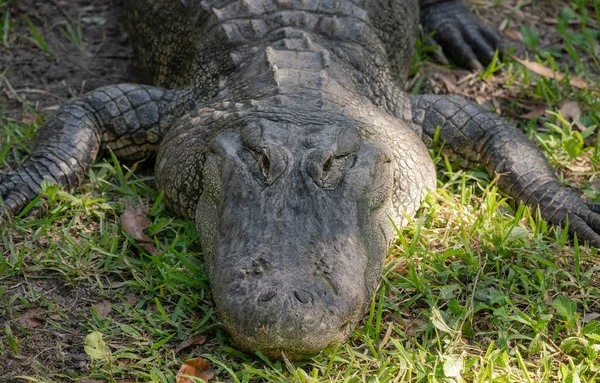 Közel Egy Óriás Krokodil — Stock Fotó