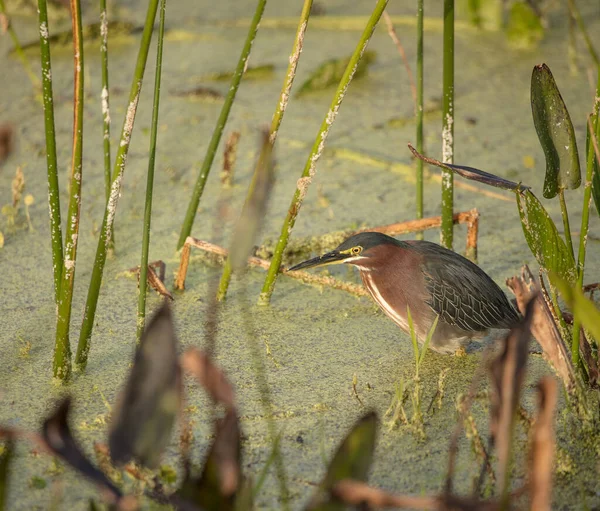 Vogel Teichwasser Grünreiher — Stockfoto