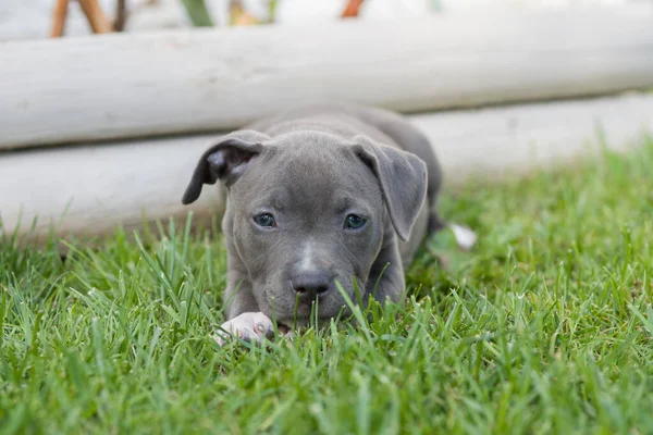 可愛いですグレー子犬犬で緑の草の牧草地 — ストック写真