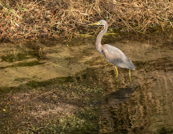 Pássaro Água Lago Garça Louisiana — Fotografia de Stock