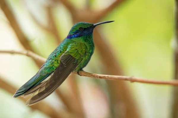 Gros Plan Petit Colibri Dans Nid Oiseau — Photo