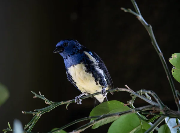 Bird Prey African Savannah — Stock Photo, Image