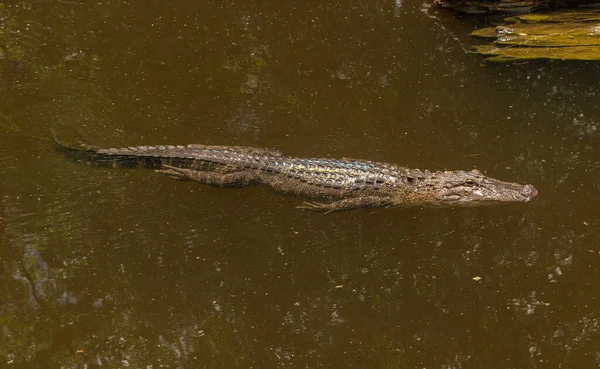 Alligatore Americano Sulla Strada Incontrare Tuoi Amici — Foto Stock