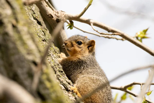 Squirrel — стокове фото