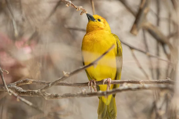 Golden Weaver Est Perché Haut Par Une Journée Ensoleillée Regarder — Photo