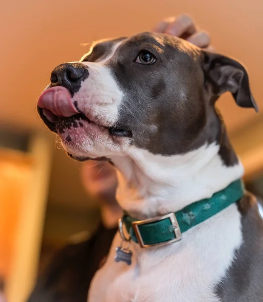 Dog Gets Scratch Head While Licking His Lips — Stock Photo, Image