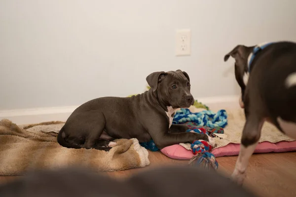 Puppy Guarding Her Favorite Toy Staffordshire Bull Terrier — Stock Photo, Image