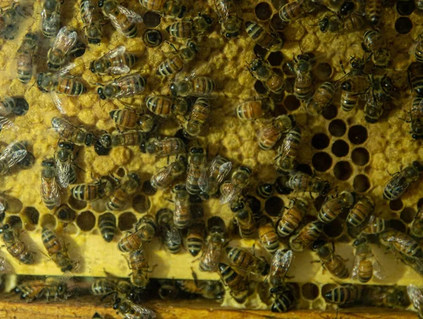 ミツバチはミツバチの巣作りに力を入れており — ストック写真