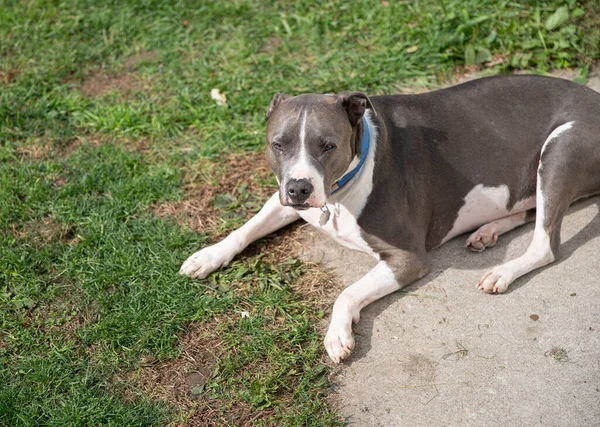 Pitbull Male Has Eyes You — Stock Photo, Image