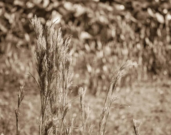 Weizengras Natürlicher Hintergrund — Stockfoto