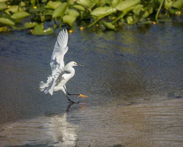 Gaivota Voando Água — Fotografia de Stock