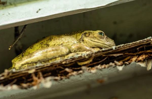 Grenouille Assise Sur Herbe — Photo