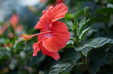 canlı kırmızı amberçiçeği güneşli bir günde açar.