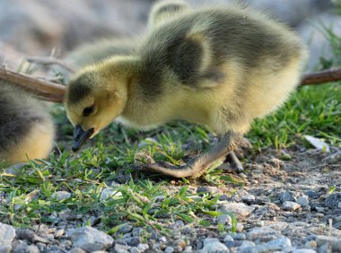 Anne kaz ve yavru kazları gölde güneşli bir günün tadını çıkarıyorlar.