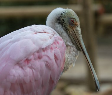 Hayvanat bahçesinde beyaz pelikan