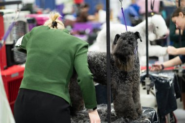Novi, Michigan, ABD - 01.17.2020: Michigan Kış Köpeği Klasik Fuarı