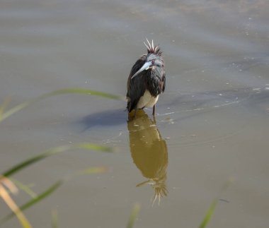 Gölet suyundaki kuş, küçük mavi balıkçıl.