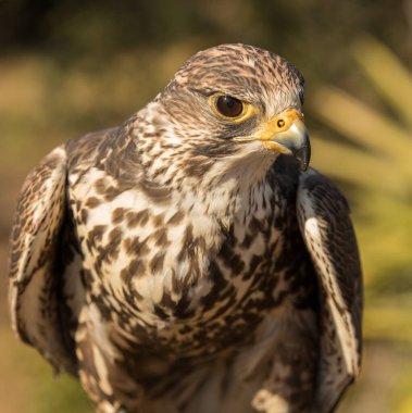 Bir şahine yaklaş.