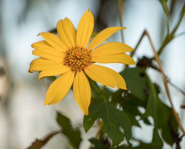 Bahçedeki sarı çiçek