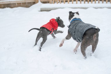Küçük köpek büyük bir köpekten kaçıyor.