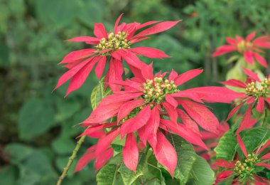 Bahçedeki kırmızı çiçekler