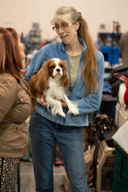 Novi, Michigan, ABD - 01.17.2020: Michigan Kış Köpeği Klasik Fuarı