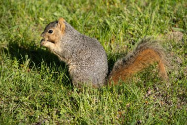 Çimlerde bir sincap