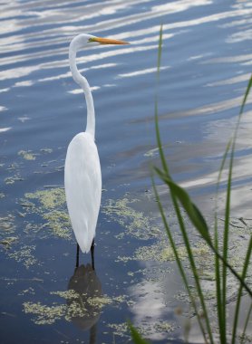 Florida Everglades 'in mavi arka planında beyaz balıkçıl.