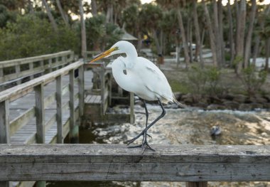 Büyük Akbalıkçıl (ardea alba) Florida 'da