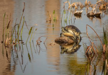 Gölde bir grup ördek