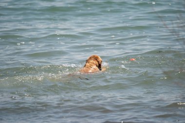 Köpekler sahilde suda oynuyorlar.