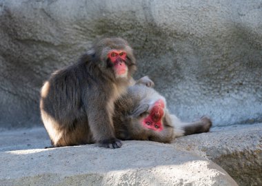 Kar maymunları resimlerini çekerken seni gördüler.