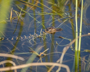 Çimlerdeki kurbağa