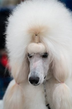 Novi, Michigan, ABD - 01.17.2020: Michigan Kış Köpeği Klasik Fuarı