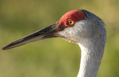 Kuş kafasının yakınına.
