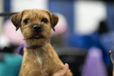 Novi, Michigan, ABD - 01.17.2020: Michigan Kış Köpeği Klasik Fuarı