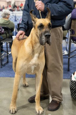 Büyük Danua tasmalı ve yürüyüşe çıkmaya hazır.