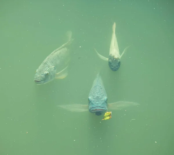 Víz Alatti Fotó Egy Cápáról — Stock Fotó