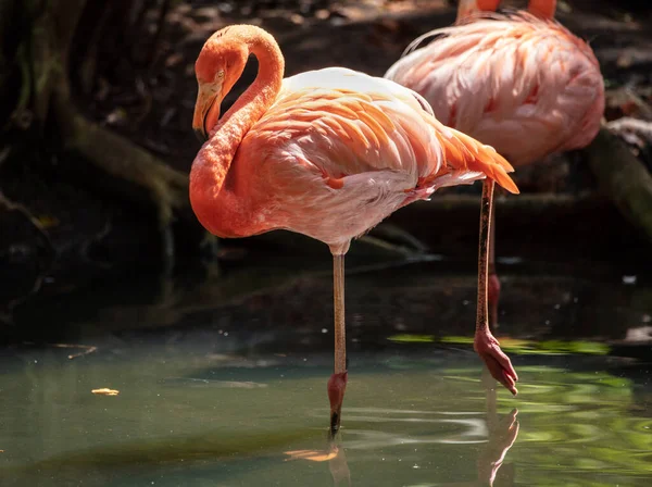 Flamingo Staat Één Been Voor — Stockfoto