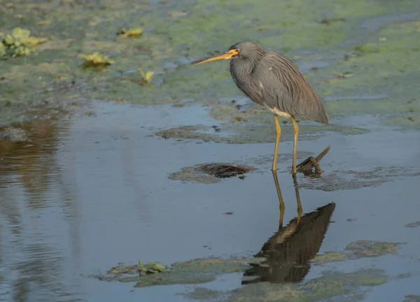 Gölet Suyundaki Kuş Küçük Mavi Balıkçıl — Stok fotoğraf
