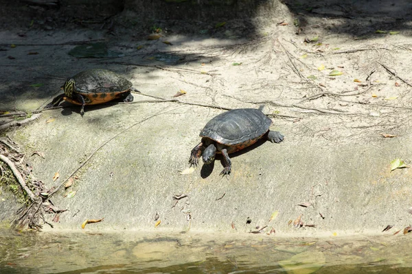 Große Gemalte Schildkröte Rast Erster Stelle Zum Teich — Stockfoto