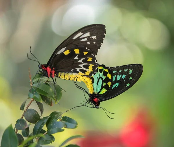 Uma Borboleta Jardim — Fotografia de Stock