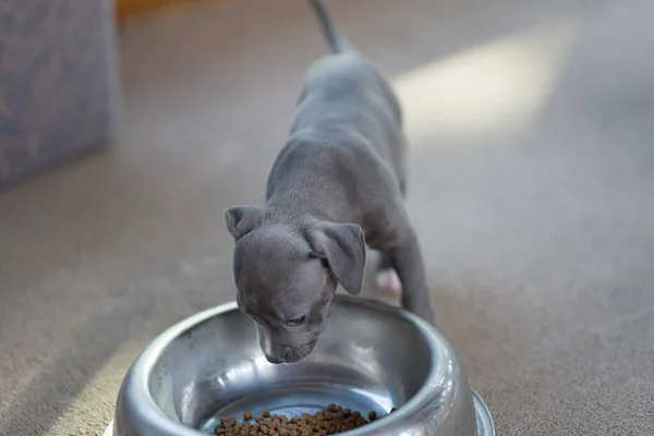 Cachorro Está Buscando Tazón Comida Staffordshire Bull Terrier — Foto de Stock