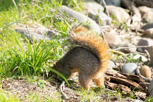 Eekhoorn Het Park — Stockfoto