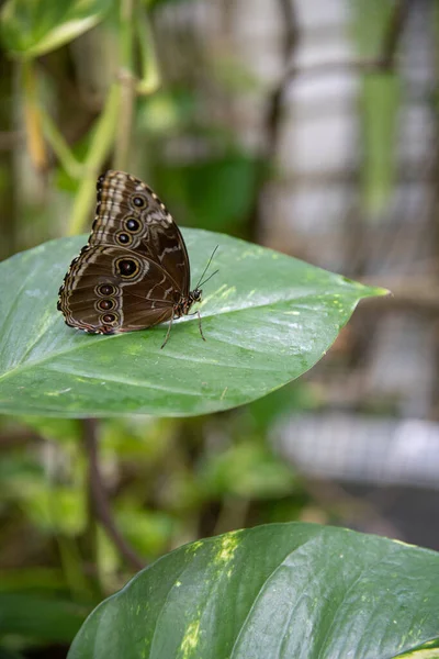 Mariposa Posada Sobre Una Hoja Verde — Foto de Stock