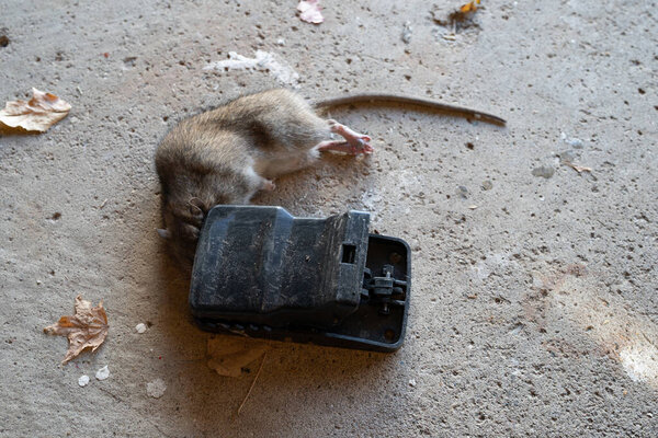 крыса, пойманная в ловушку, мертва и должна быть уничтожена.