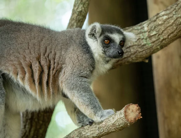 Halka Kuyruklu Lemur Yan Profil Için Durur — Stok fotoğraf