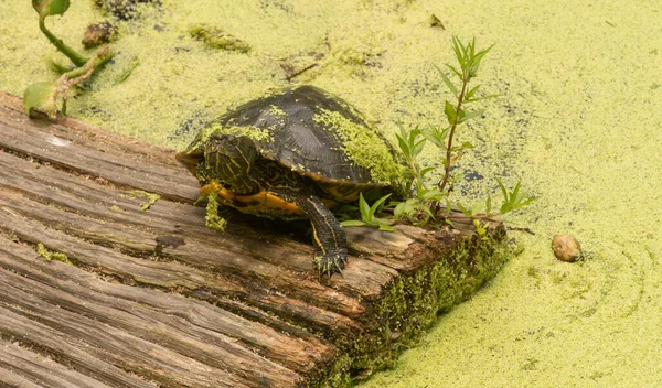 Schildkröte Taucht Mit Algen Bedeckt Aus Dem Sumpf Auf — Stockfoto