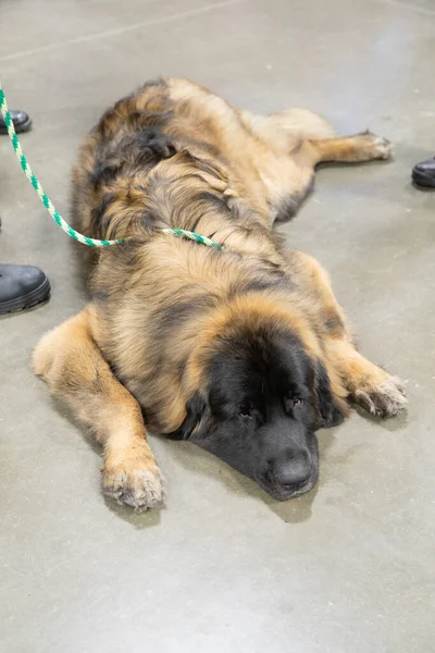 Oude Hond Neemt Een Pauze Rusten — Stockfoto