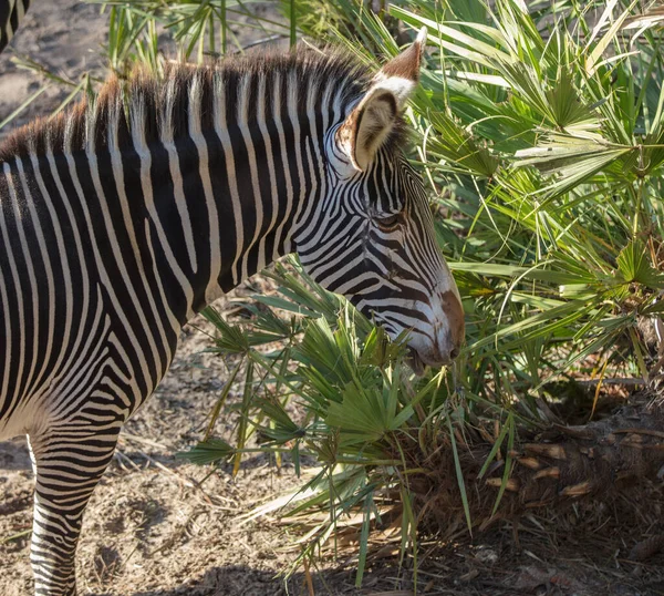 Zebra Zoo — Stockfoto